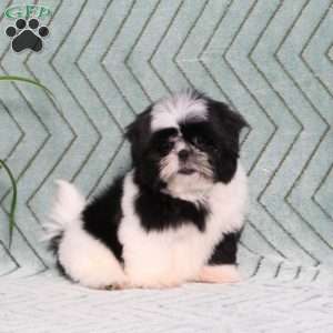 Polecat, Shih Tzu Puppy